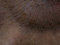 Lentinellus cf. vulpinus pileus surface