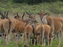 Eland herd with babies