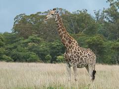 Giraffe