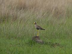 Wattled Plover