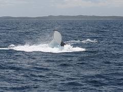 Whale Watching Hervey Bay Whale Watching Hervey Bay