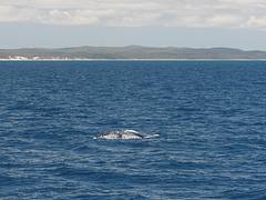 Whale Watching Hervey Bay Whale Watching Hervey Bay