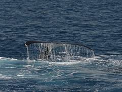 Whale Watching Hervey Bay Whale Watching Hervey Bay