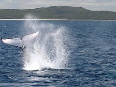 Whale Watching Hervey Bay Whale Watching Hervey Bay