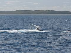 Whale Watching Hervey Bay Whale Watching Hervey Bay