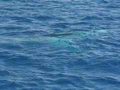 Whale Watching Hervey Bay Whale Watching Hervey Bay