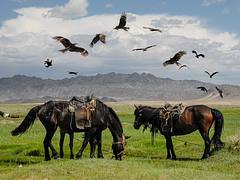 Horses and Black Kite Horses and Black Kite