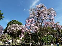 Ibagué en flor Ibagué en flor