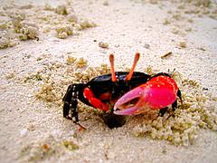 Île des pins - Crabe violoniste