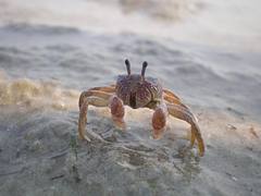 Small Crab