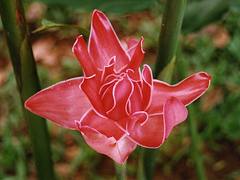 Ginger Torch in the Peruvian Amazon