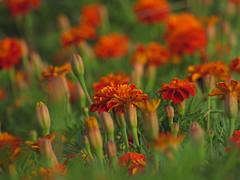 Flowerbed Flowerbed