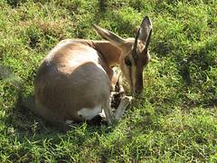 Dear Baby Deer Dear Baby Deer
