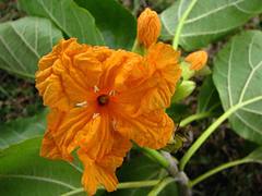 Cordia subcordata Cordia subcordata