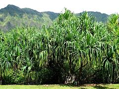 Pandanus tectorius Pandanus tectorius