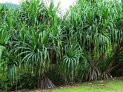 Pandanus tectorius Pandanus tectorius