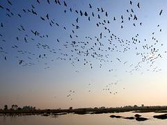 INDIA-ANIMALES