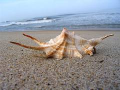 Shells