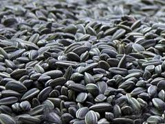 Ai Weiwei / 艾未未 : Sunflower Seeds