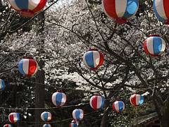 Sakura Matsuri @ Wakayama jinja