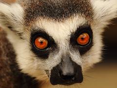 Looking @ you