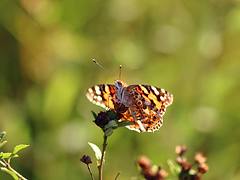 Butterfly_01