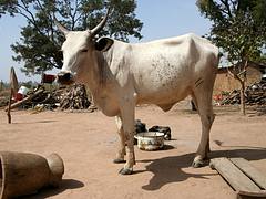 Sokoto cow