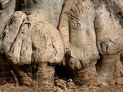 The old baobab tree