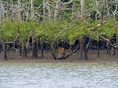 Proboscis Monkey (Nasalis larvatus) male eating mangrove (Sonneratia sp.) leaves