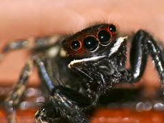 Jumping Spider (Hasarius adansoni) male