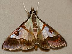 Crambid Moth (Dausara amethysta)