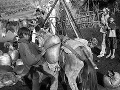 donkey