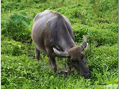 Water Buffalo