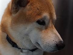 20141221_高雄玩第二天_喜八咖啡飯糰_06_店狗_柴犬_喜八 20141221_高雄玩第二天_喜八咖啡飯糰_06_店狗_柴犬_喜八