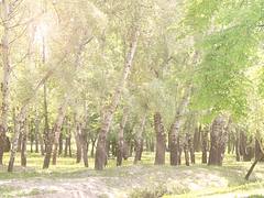 Early Summer; Рана летом