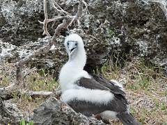 Abbott's Booby